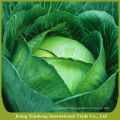 Wholesale fresh cabbage prices